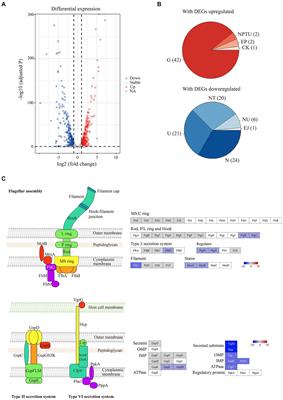 A resveratrol oligomer, hopeaphenol suppresses virulence activity of Pectobacterium atrosepticum via the modulation of the master regulator, FlhDC